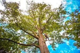 How Our Tree Care Process Works  in  Tano Road, NM